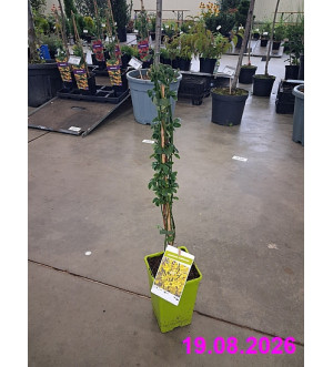 Jasminum nudiflorum RP 1,6 L